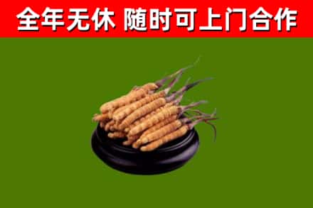 川汇区回收冬虫夏草