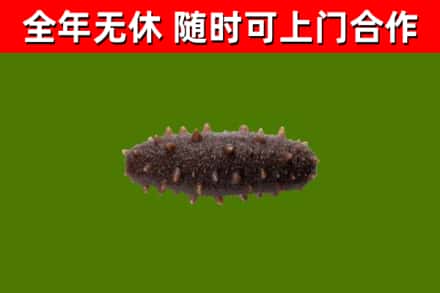 川汇区回收海参干